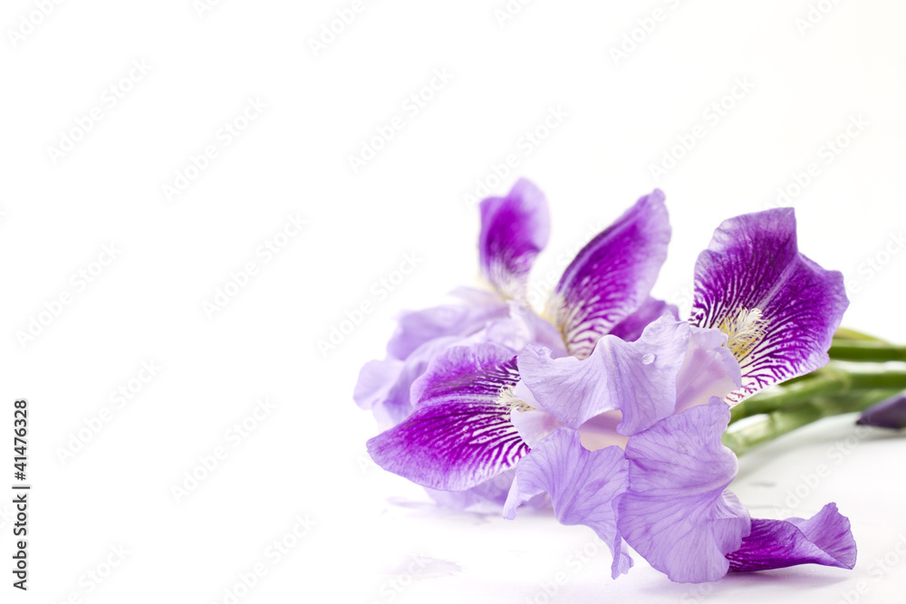 Obraz premium Iris flowers