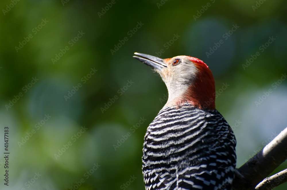 Red-Bellied Woodpecker Close Up