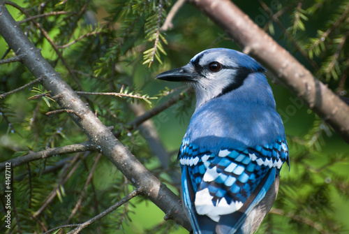 Blue Jay Perched in a Tree