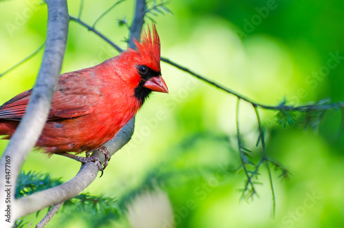 Northern Cardinal Perched in a Tree