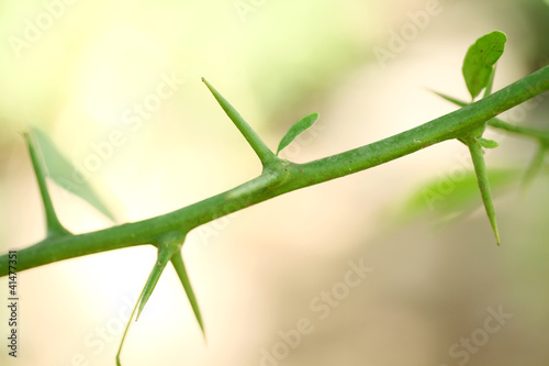 Thorns of a plant © snowwhiteimages