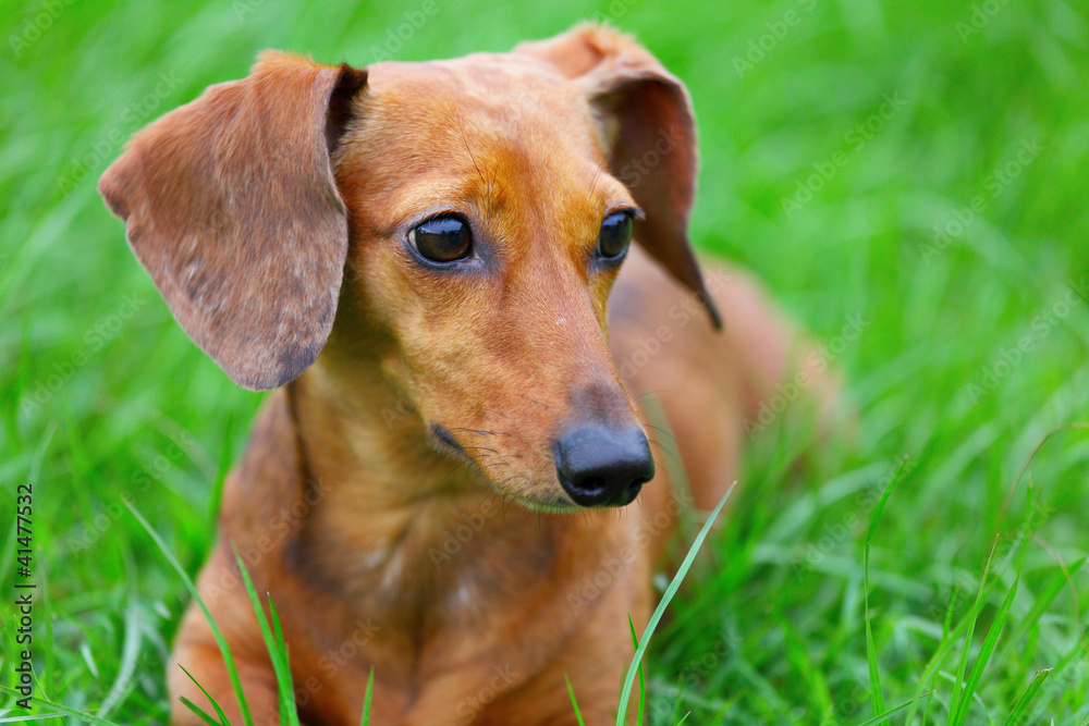 dachshund dog in park dachshund dog in park