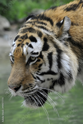 Tigre (profilo)