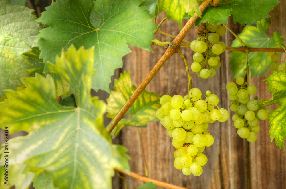Weißwein, Weintrauben, Wein, Weinanbau, Herbstfrüchte Weißwein, Weintrauben, Wein, Weinanbau, Herbstfrüchte
