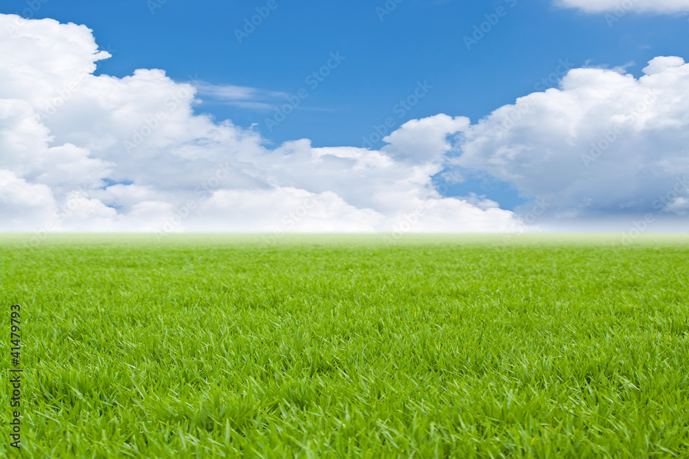 Beautiful field with a green grass Beautiful field with a green grass