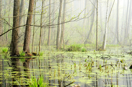 Fotografia Swamp, forest