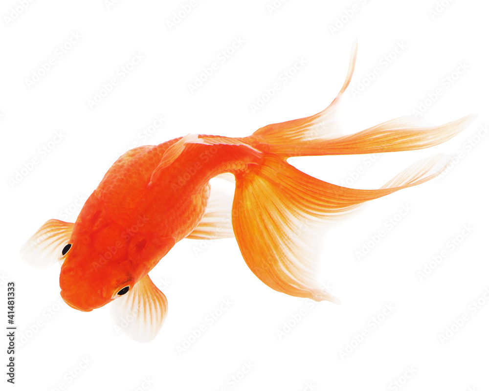 Fototapeta premium Goldfish on White Background