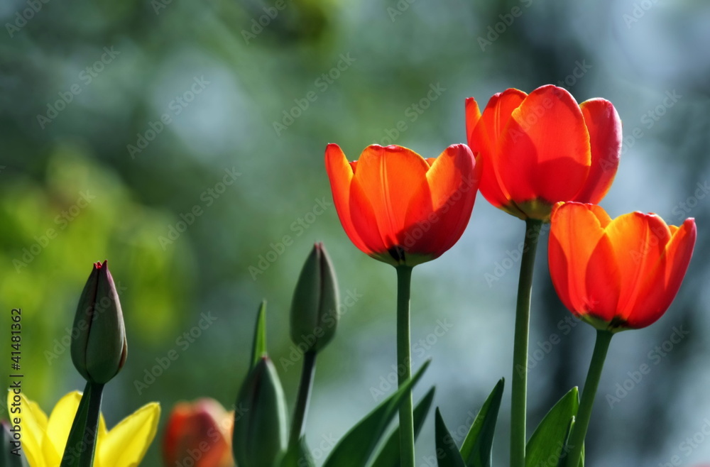 Obraz premium Frühlingsblüten