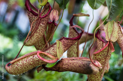 Carnivorous pitcher plant with pitchers photo