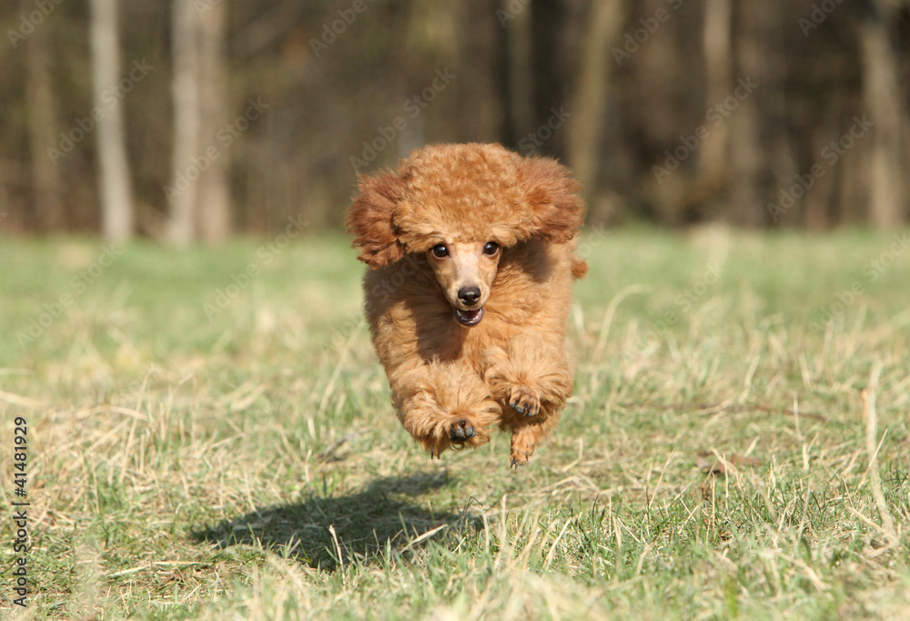 Toy poodle puppy running