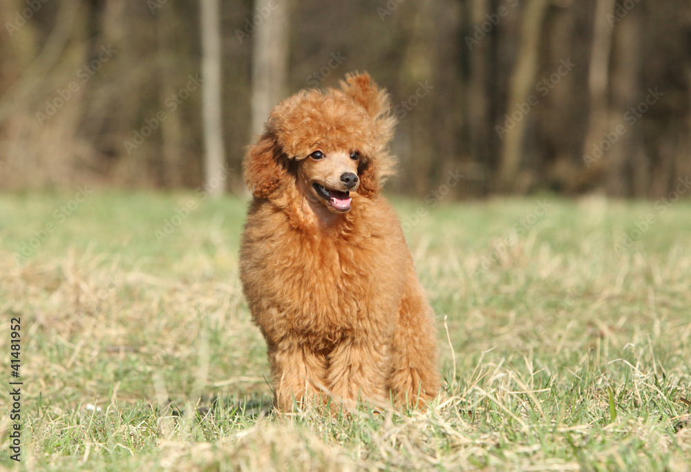 Toy poodle puppy dog at outdoor