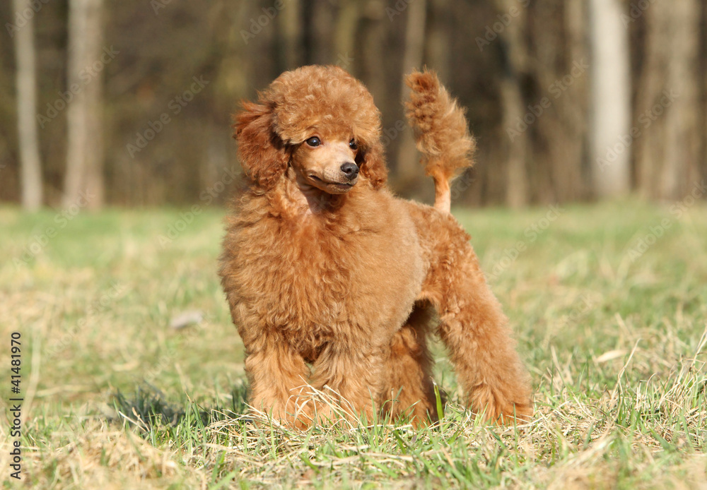 Toy poodle puppy portrait (outdoor)