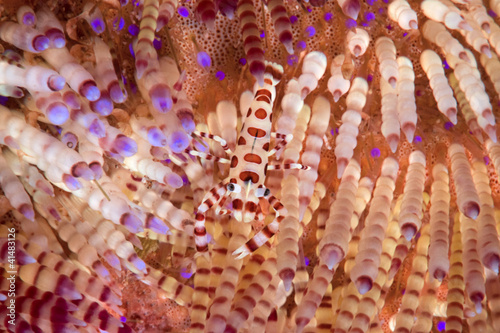 Periclimenes colemani,living in Asthenosoma varium photo
