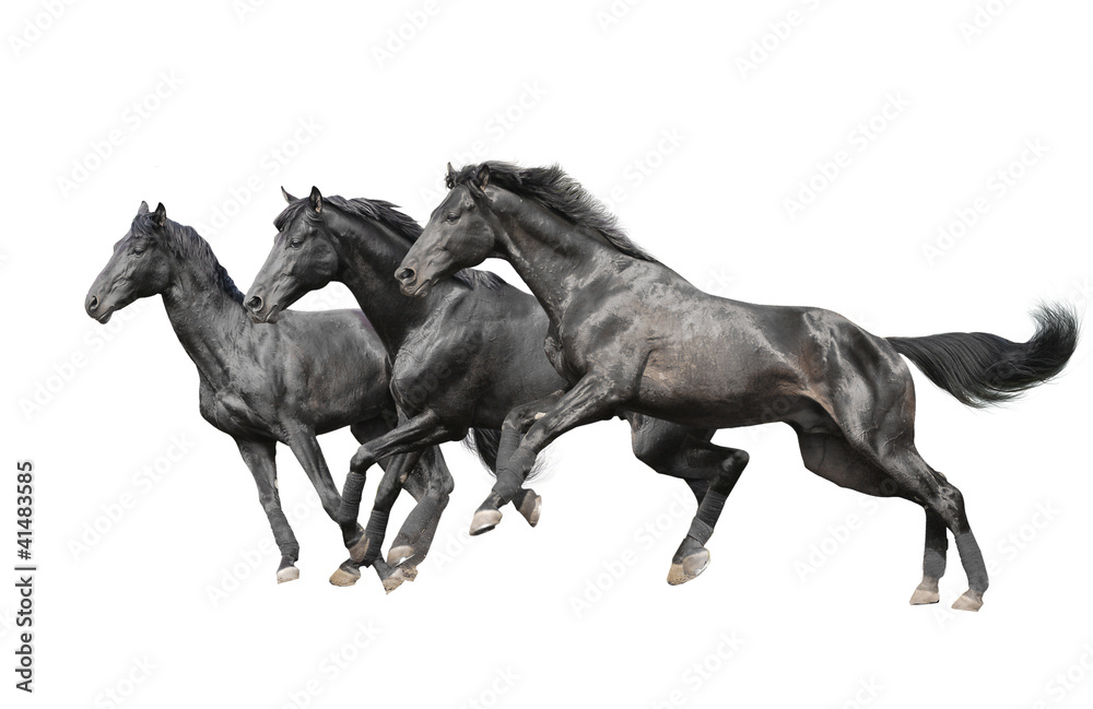 three black horses on white - obrazy, fototapety, plakaty 