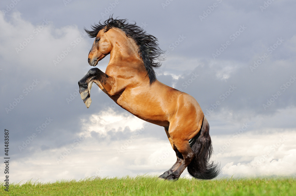 Fototapeta premium horse rearing