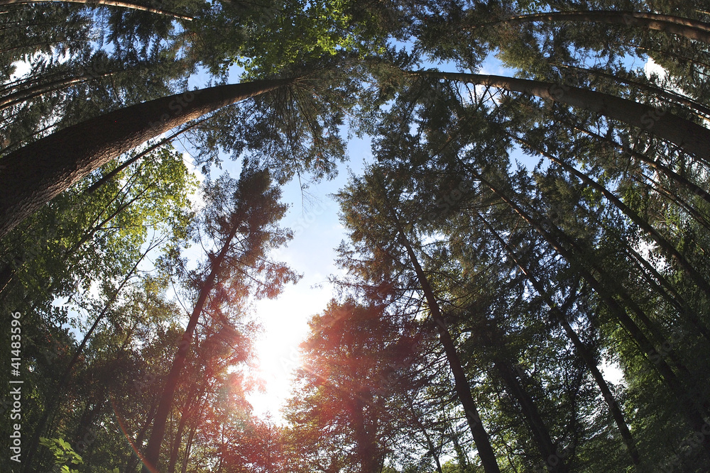 Fototapeta premium Baum von unten