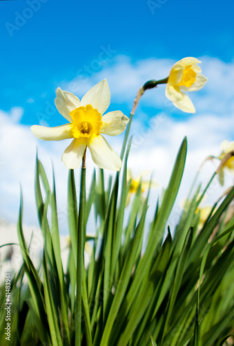 spring narcissus flowers on the sky background