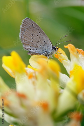 Schmetterling auf Hornkleeblüten © Christian Palent