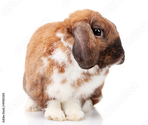 Lop-eared rabbit isolated on white