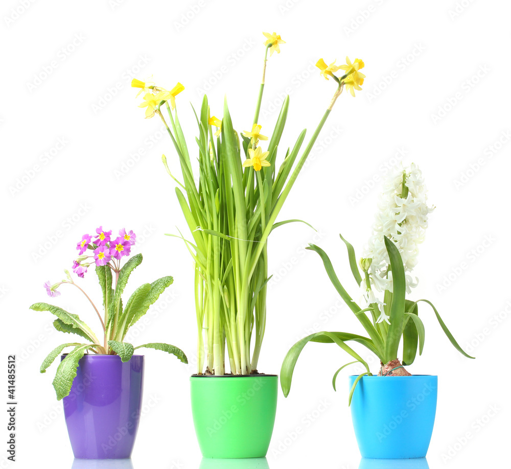 Fototapeta premium beautiful spring flowers in pots isolated on white