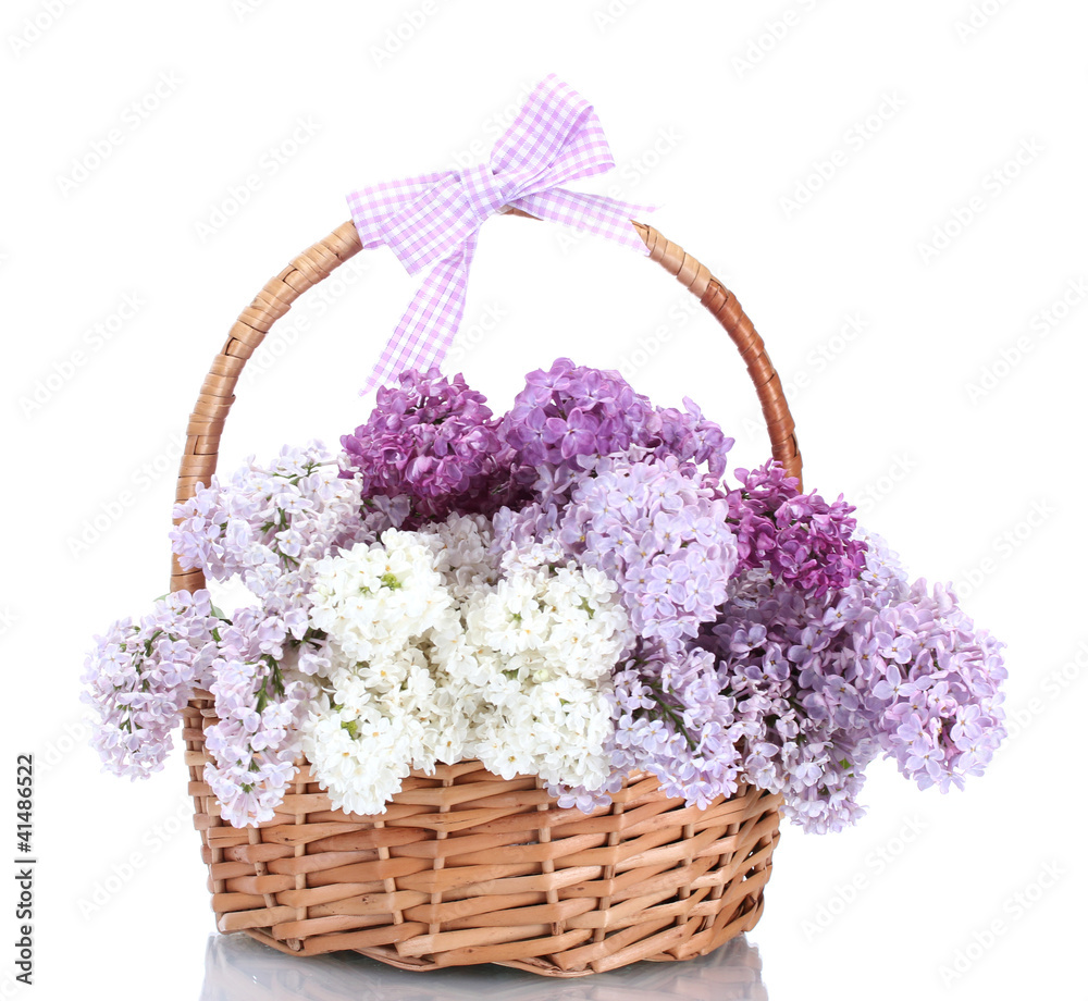 beautiful lilac flowers in basket isolated on white beautiful lilac flowers in basket isolated on white