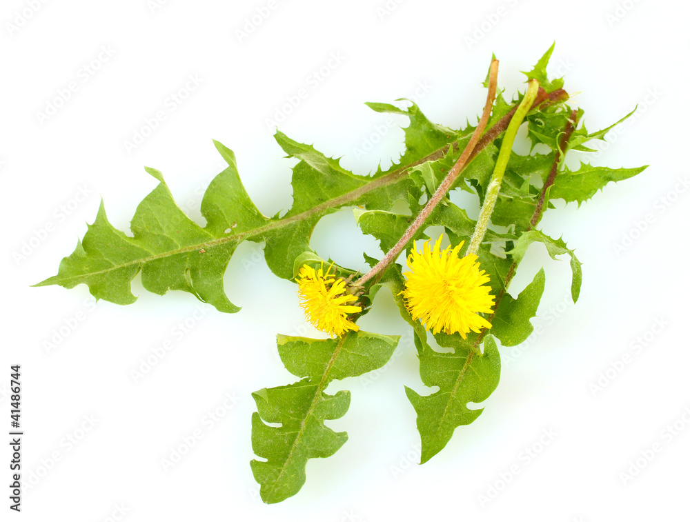 dandelion flowers and leaves isolated on white dandelion flowers and leaves isolated on white