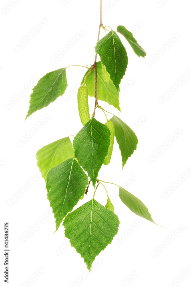 Fototapeta premium green birch leaves isolated on white.