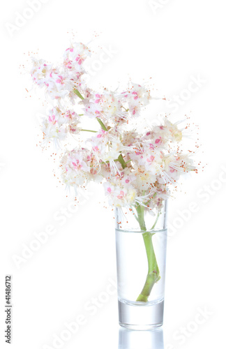 chestnut flowers in a glass isolated on white