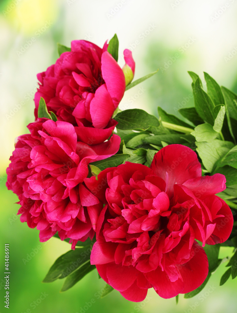 beautiful pink peonies on green background