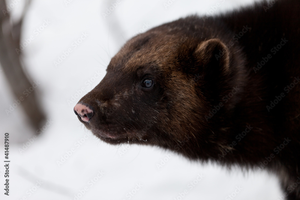 Fototapeta premium Wolverine