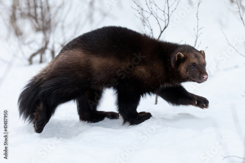 Wolverine in th snow