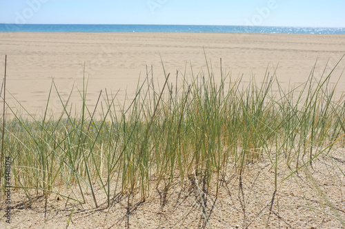 Grass on dune