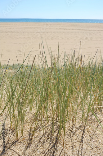 Beach grass