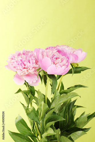 Three pink peonies on green background