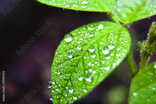 dew on soybean leaf