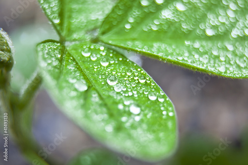dew on soybean leaf