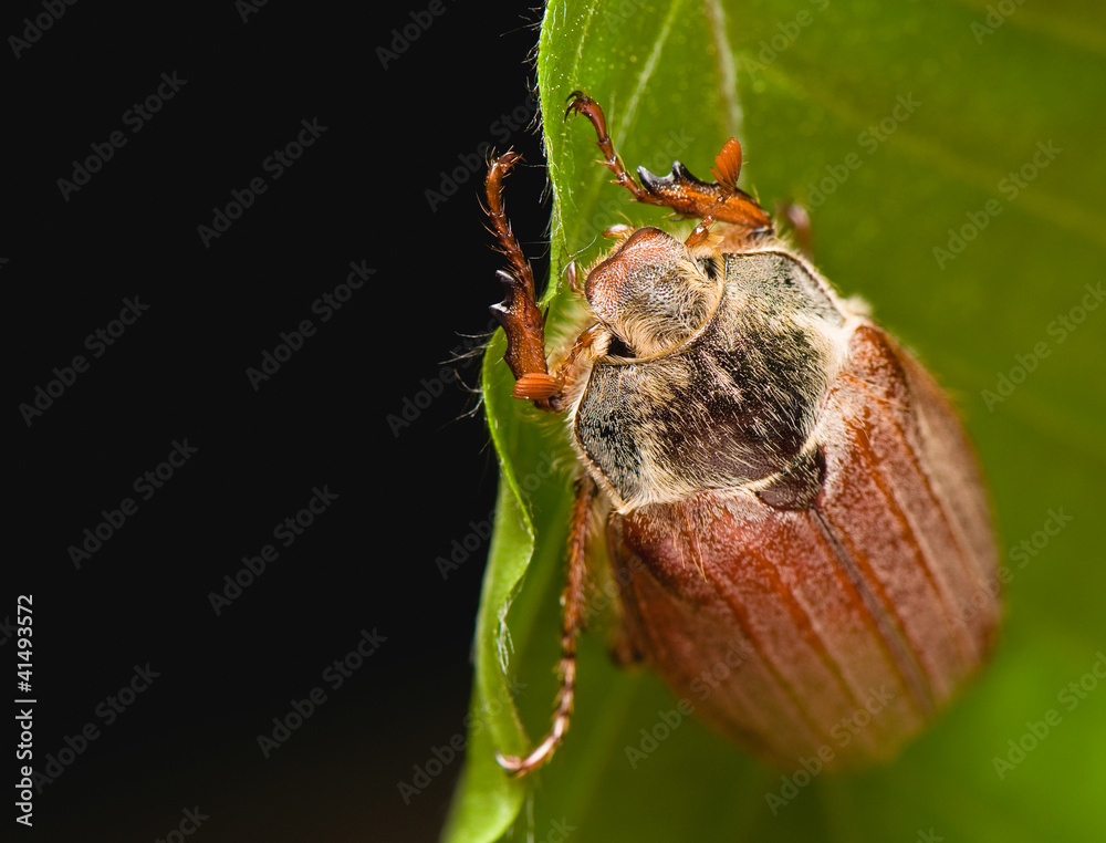 Cockchafer - Melolontha melolontha