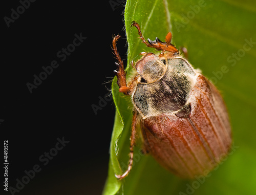 Obraz na płótnie Cockchafer - Melolontha melolontha w salonie