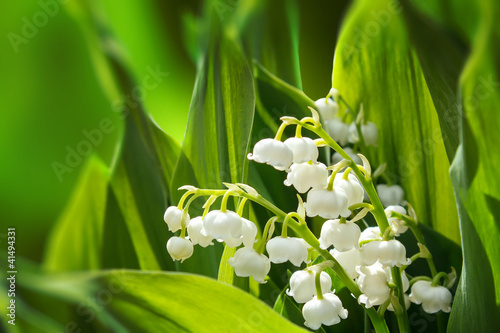 Blooming Lily of the valley in spring garden Fototapet