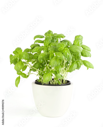 Kitchen herbs basil in pot on white background