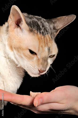 Принти на полотні Picky Cat and Food Offered by Hand