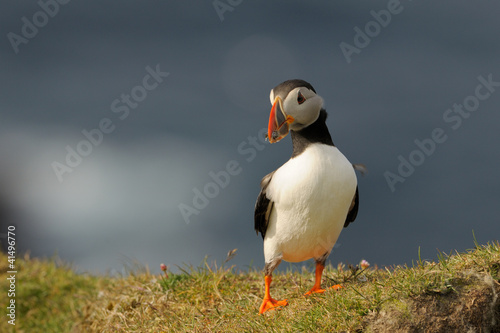 Puffin standing in grass on a cliff © andreanita