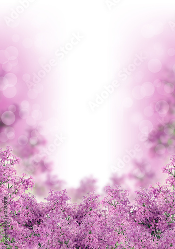 Beautiful spring lilac flowers
