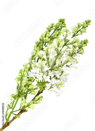 Vertical branch of white lilac without leaf