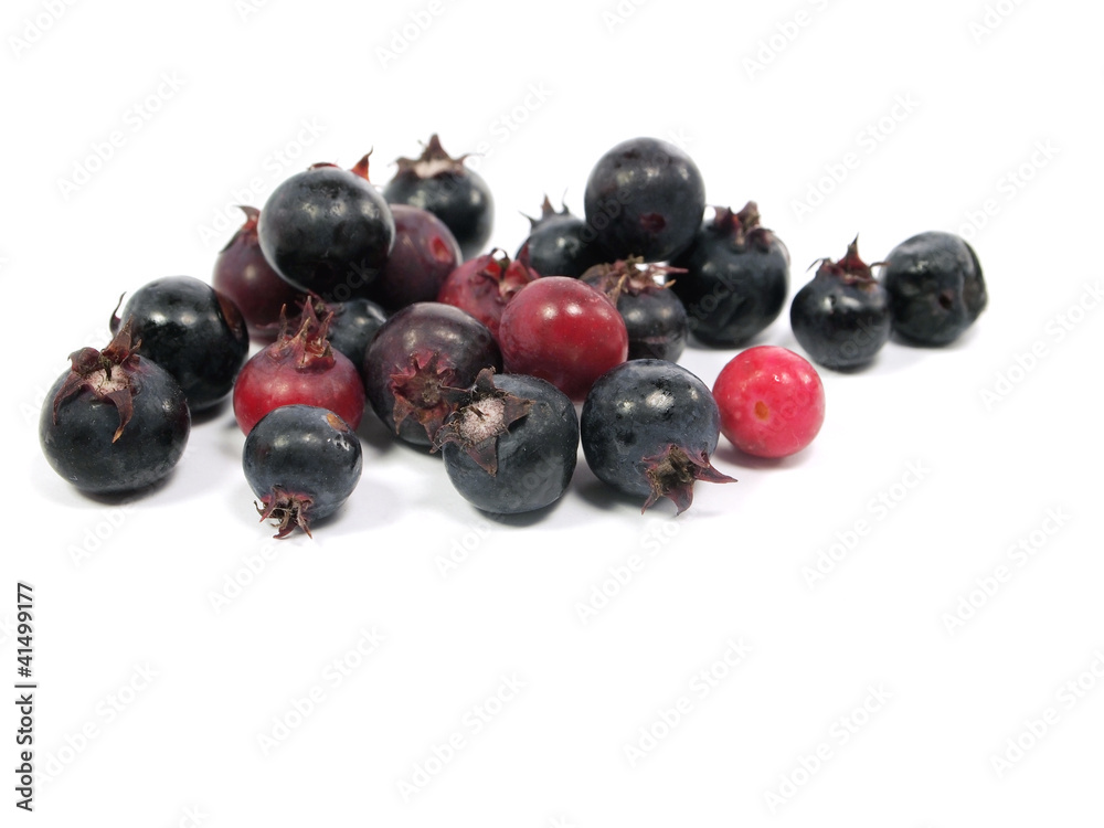 Saskatoon berries Saskatoon berries