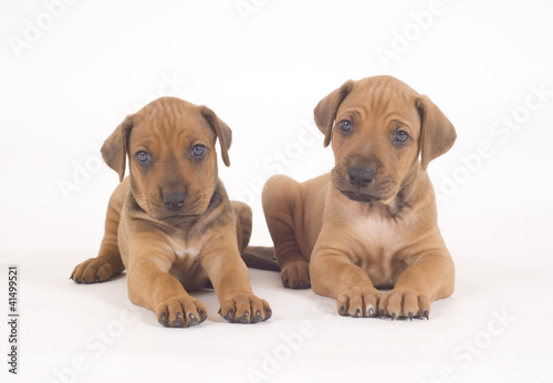 adorable rhodesian ridgeback buddies looking cute on white