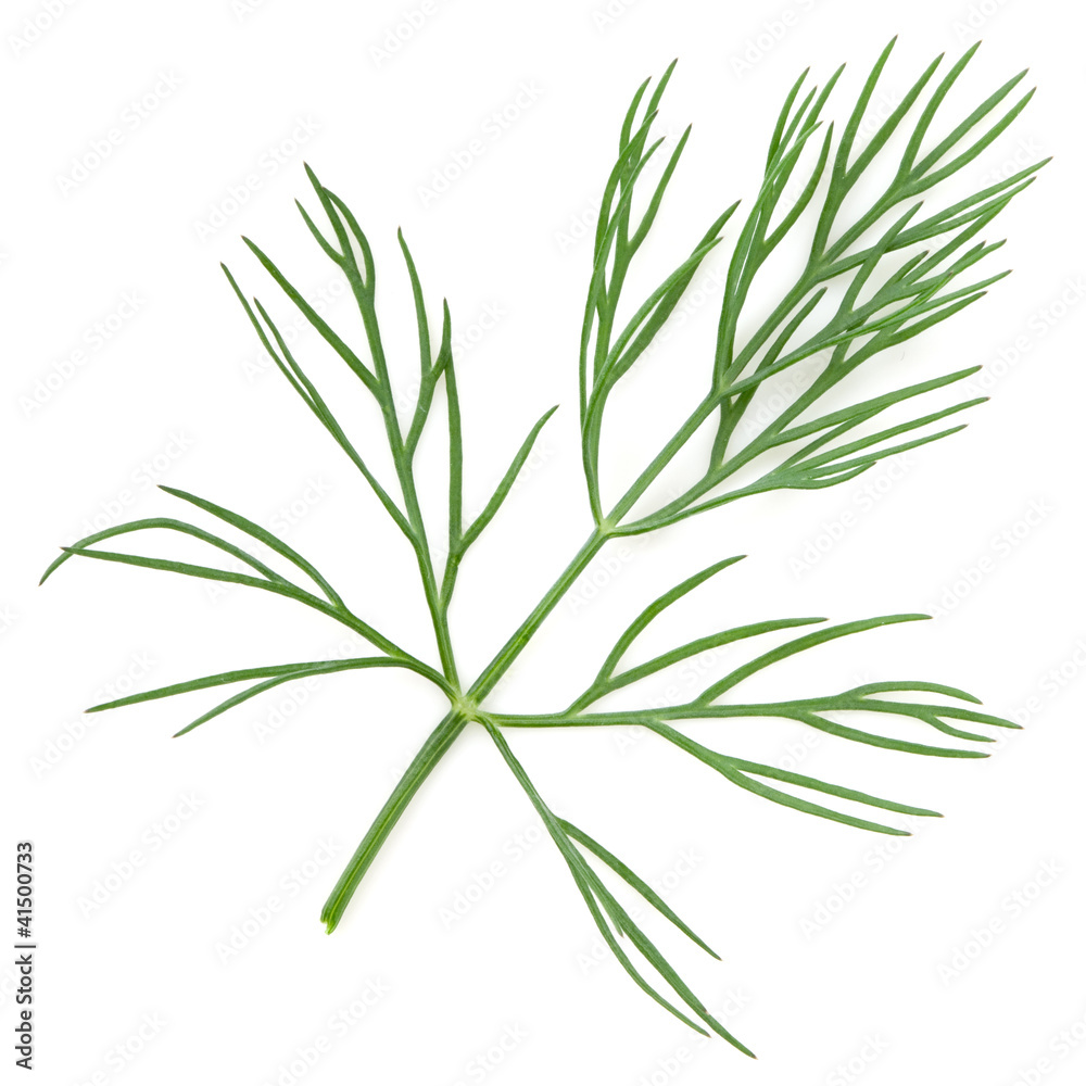 Fototapeta premium Green dill isolated on white background. Studio macro