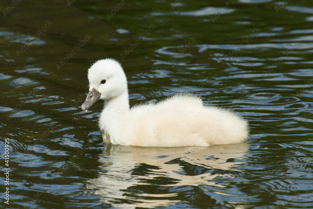 A cygnet is swimming