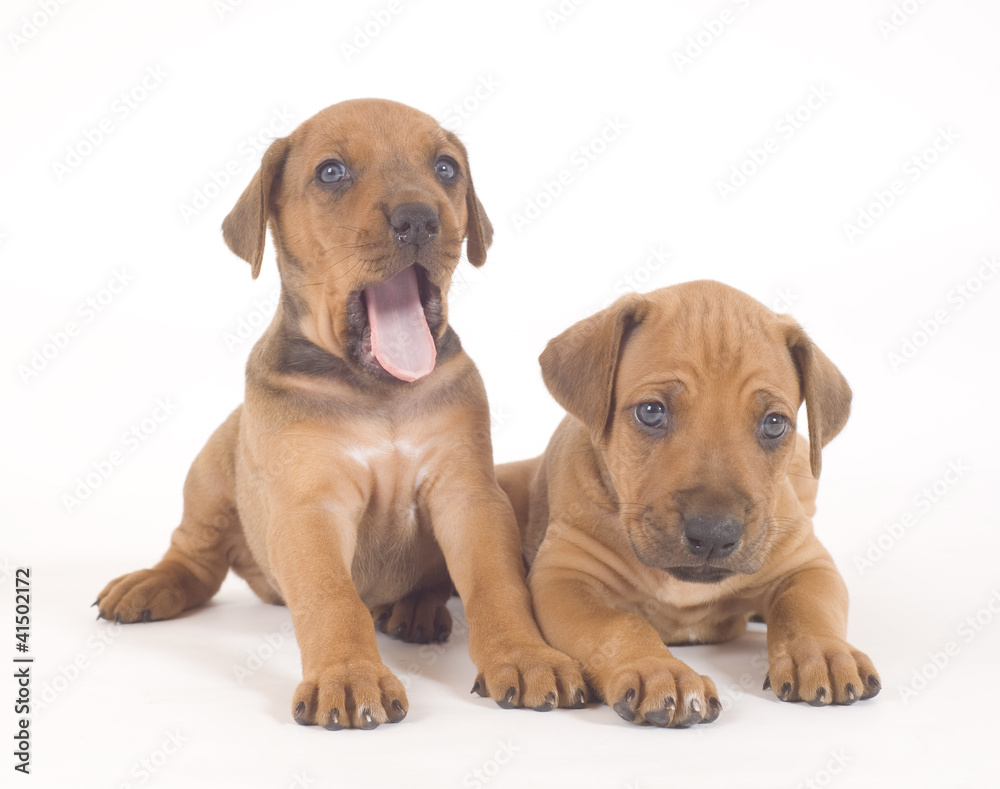 two little puppies lying down on white, rhodesian ridgeback two little puppies lying down on white, rhodesian ridgeback