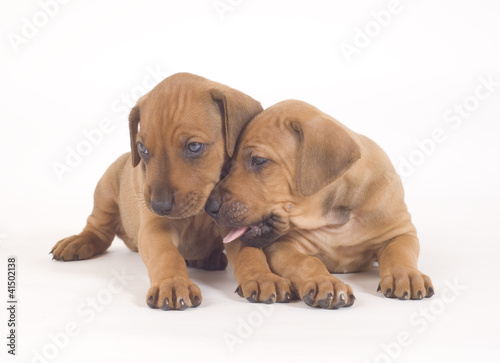 cute, little doggie buddies playing over white background